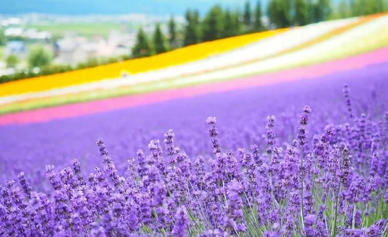 [Summer only] Hokkaido chartered car | Departing from Sapporo | Biei Furano & Tomita Farm & Shikisai-no-oka one-day chartered tour | Itinerary can be freely matched