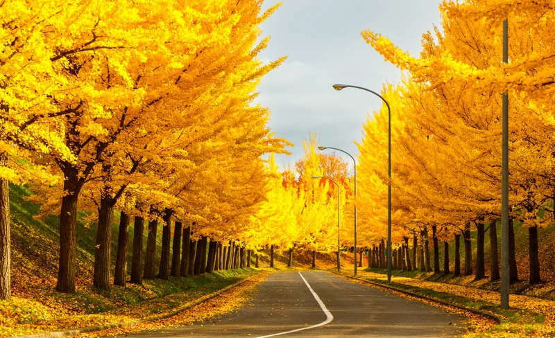 Hokkaido ROYCE Town, Autumn Leaves Private Tour (From Sapporo)