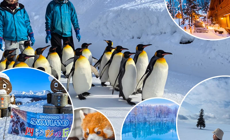 Hokkaido｜Asahiyama Zoo & Shikisai-no-Oka & Internet celebrity tree & Forest Elf Terrace one-day tour (departing from Sapporo)
