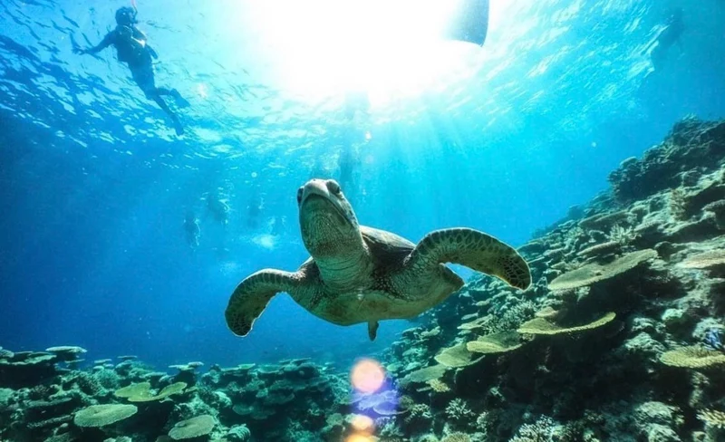 Iriomote Island/Half-day Barasu Island Boat Snorkeling Experience (Okinawa)