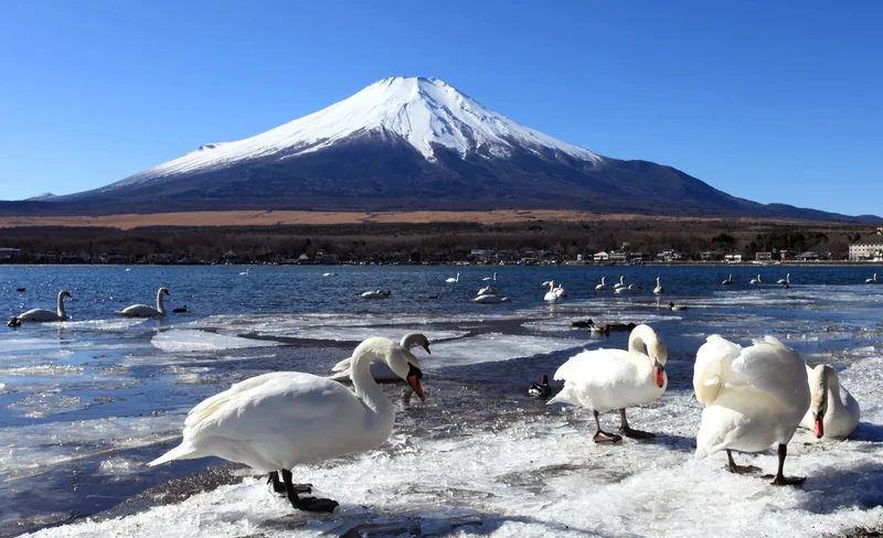 PICA Yamanakako/ Glamping & Rental Car Package in Yamanashi