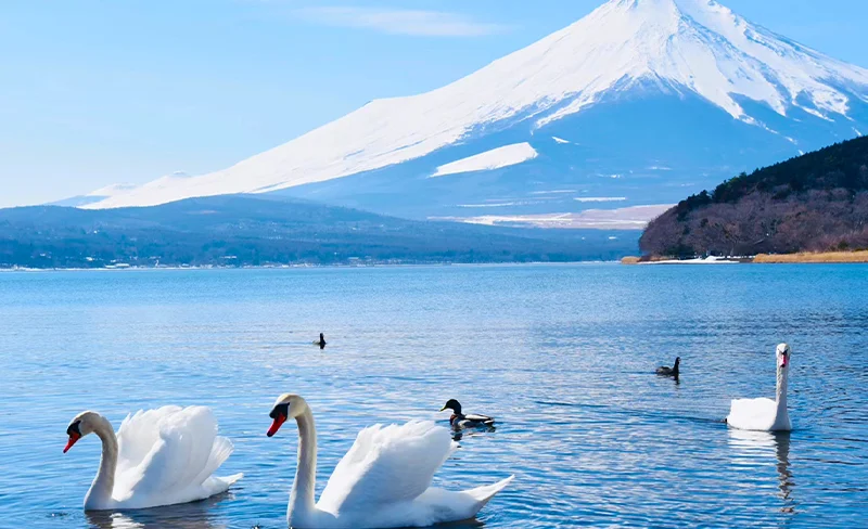 [Mt. Fuji Swan Boat or Hot Spring Tour] Mt. Fuji 5th Station & Oshino Hakkai & Yamanakako Swan Boat or Red Fuji Hot Spring One-Day Tour (Depart from Tokyo)