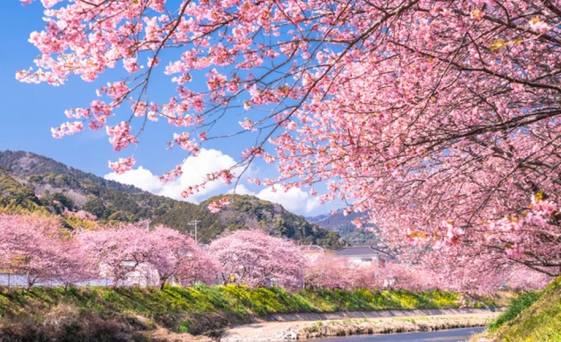 Kawazu-zakura, Joren Falls & Izu Shuzenji One Day Tour