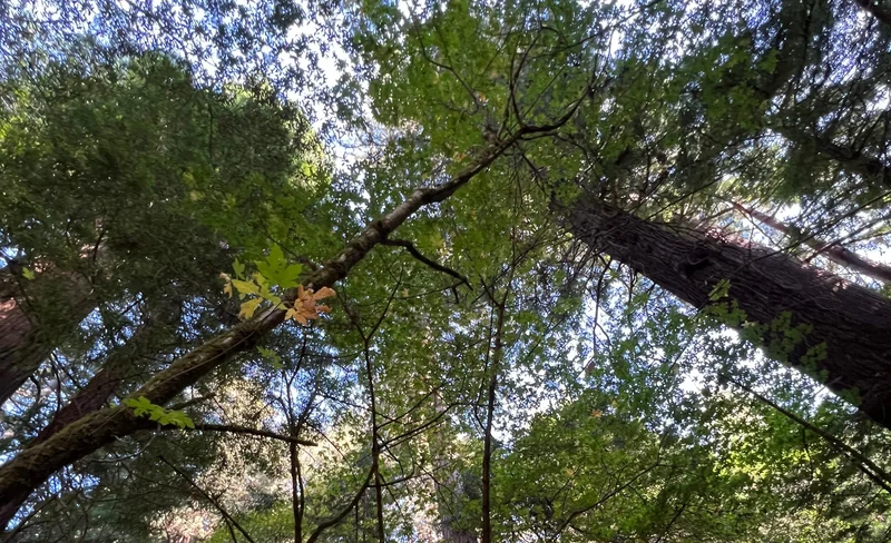 Muir Woods, Sausalito, and Wine Tour from San Francisco