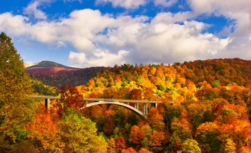 Oirase Gorge, Shirakami Sanchi Customizable Chartered Car Tour