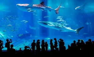Churashima Okinawa Bus Day Tour (Naha or Chatan Departure)