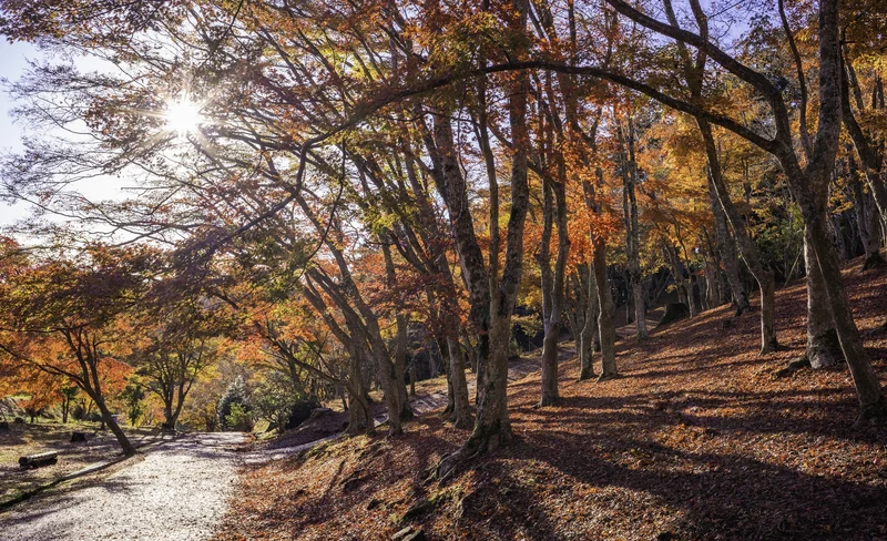 [One-day maple viewing tour in Izu] Shuzenji Niji no Sato & Shuzenji Natural Park & Shuzenji Hot Spring "Bamboo Forest Trail", Red Bridge Walk & Izu Panorama Park | Departing from Tokyo