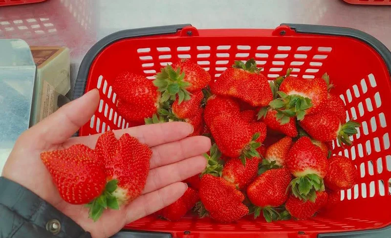Strawberries Picking Experience in Miaoli by Ji Xuan Farm