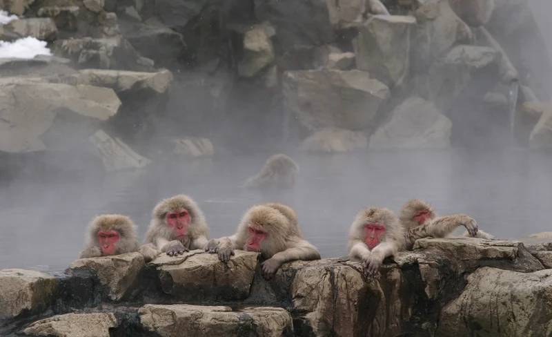 Snow Monkey Park & Miso Production Bus Tour from Nagano/Tokyo