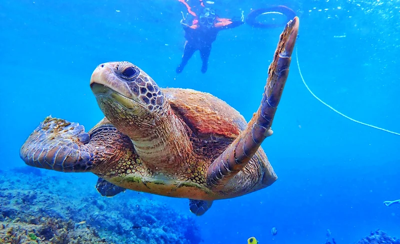 Xiaoliuqiu Snorkeling experience and swimming with sea turtles Discount for multiple people