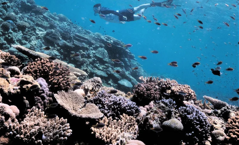 Kerama Snorkeling Day Tour with Free Transfer, English/Chinese Guide