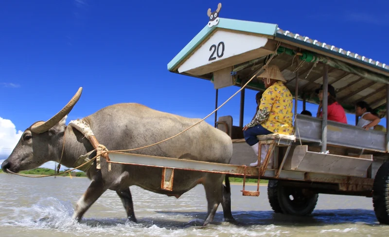 Iriomote Island and Yubu Island Day Tour (Depart from Ishigaki in Okinawa)