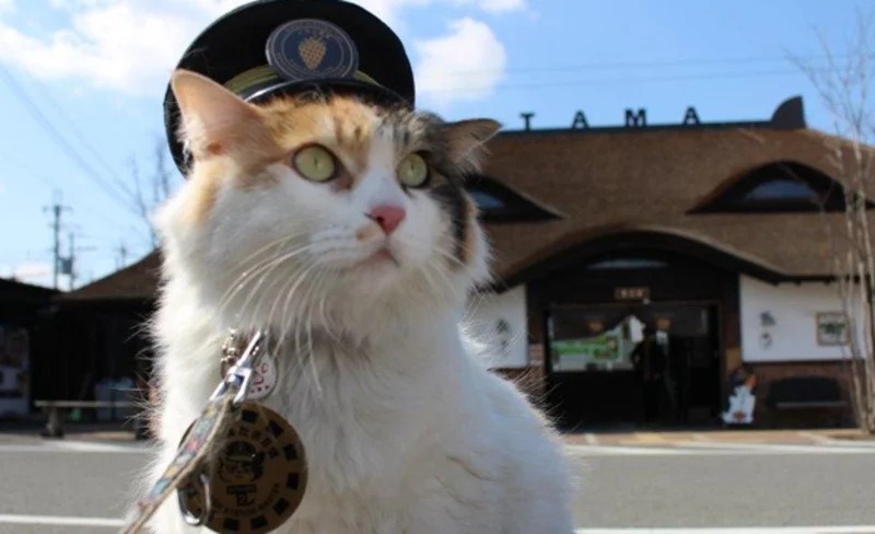 Kishi Station, Kuroshio Market, & Rinku Premium Outlets Tour from Osaka