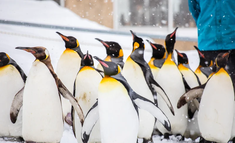 Hokkaido Winter Asahiyama Zoo & Forest Fairy Terrace & Shikisai Hill One Day Tour (Departing from Sapporo)