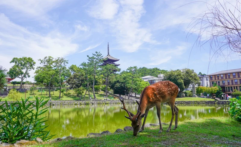 Nara Todaij-i Temple & Naramachi Half Day Walking Tour