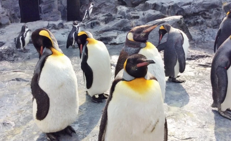 Asahiyama Zoo & Frozen Ice Sea Sunset Cruise Day Trip from Sapporo