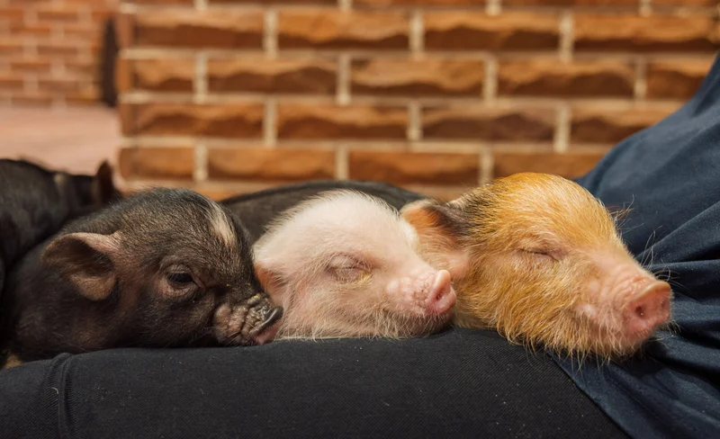 Private Room Mini Pig Cafe with Feeding Experience in Yokohama