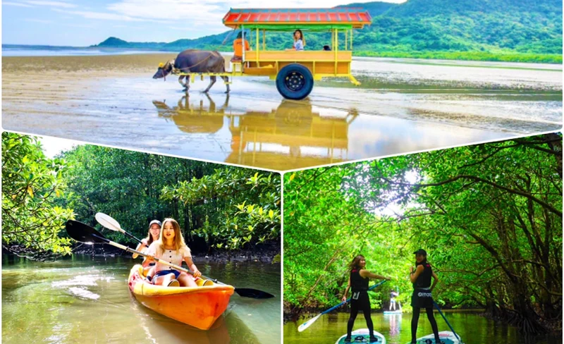 SUP or Canoe at Mangrove Forest and Sightseeing in Yubujima Island