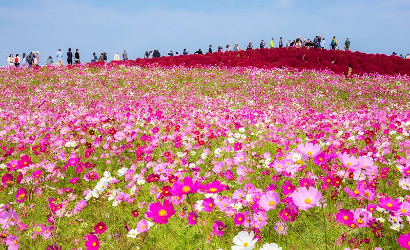 Oarai Isomae Shrine & Hitachi Seaside Park day tour from Tokyo