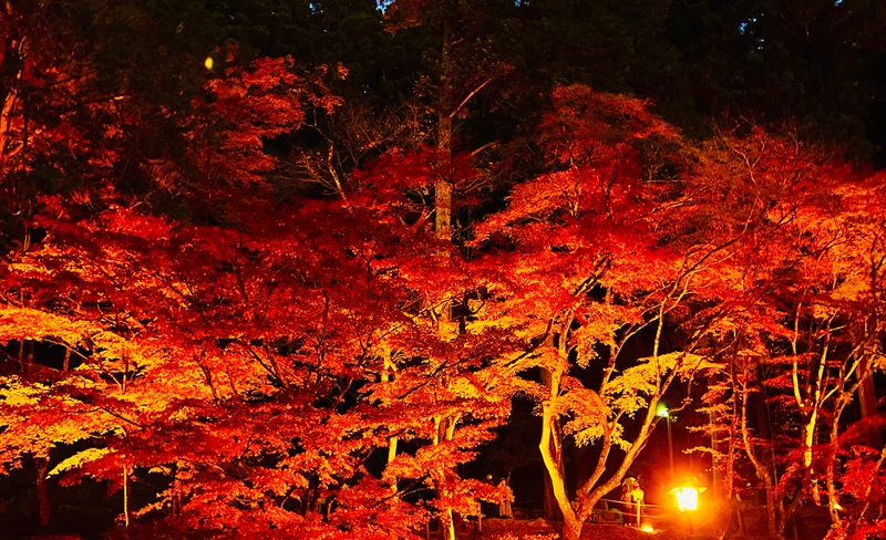 Maple Leaves Eihoji, Korankei Gorge & Shikizakura Tour from Nagoya