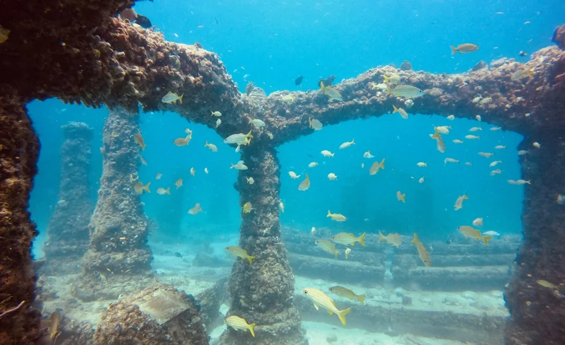 Miami's Underwater World: Half-Day Snorkeling with PADI Dive Boat