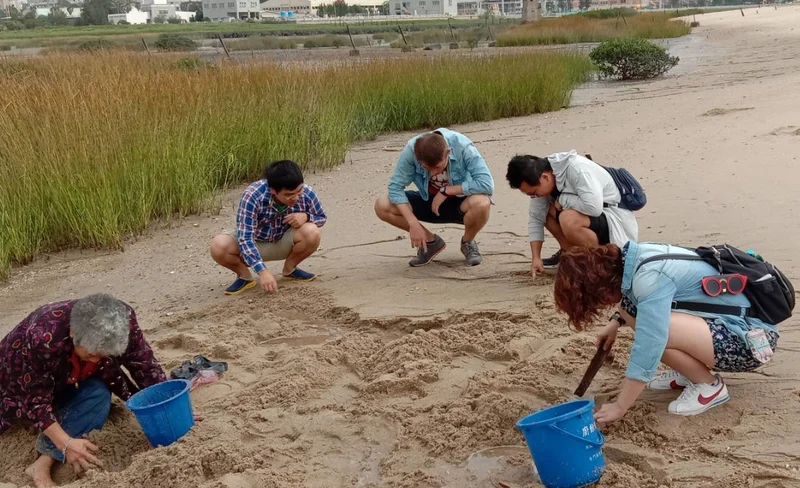 Kinmen｜Wild golden clam collection experience & shochu snail making