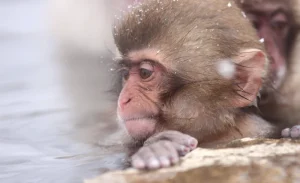 Snow Monkey and Shiga Kogen Roman Museum Trip from Tokyo with Lunch Buffet