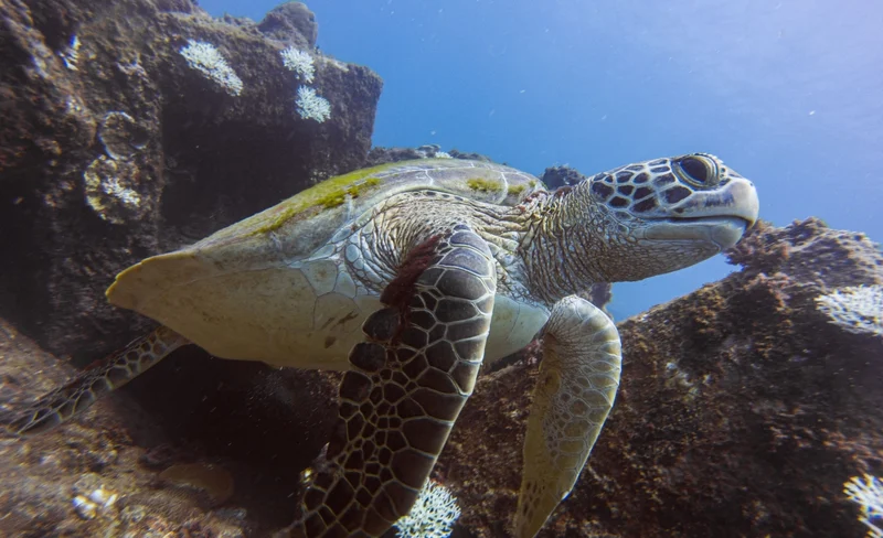 Pingtung｜Kenting Fangdai Diving Club｜SDI OW Exam · Experience Diving · Tourist Diving