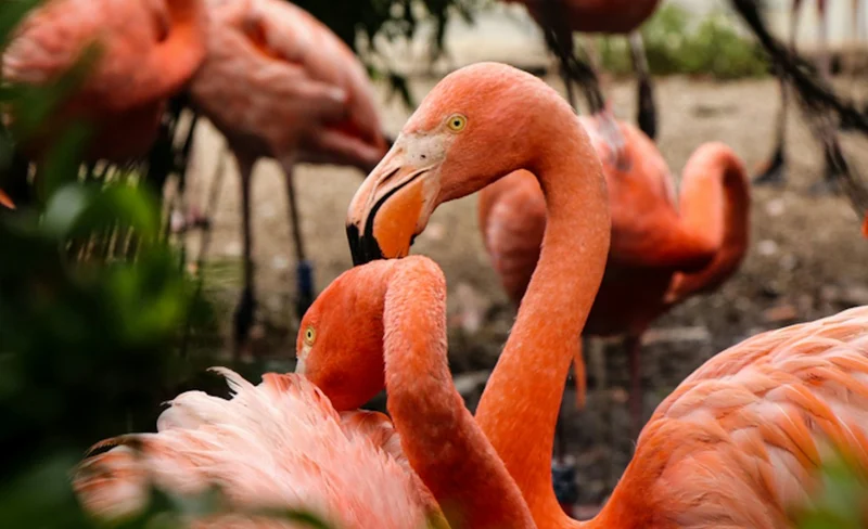 Flamingo Gardens Ticket in Florida