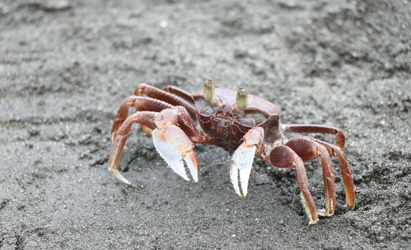 Pingtung: Sand Crab Fishing Experience at Linbian Crescent Bay