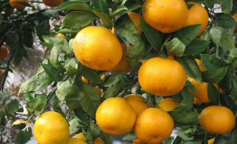 1Day Bus Tour: Wakayama Mandarin Orange and Persimmon Picking