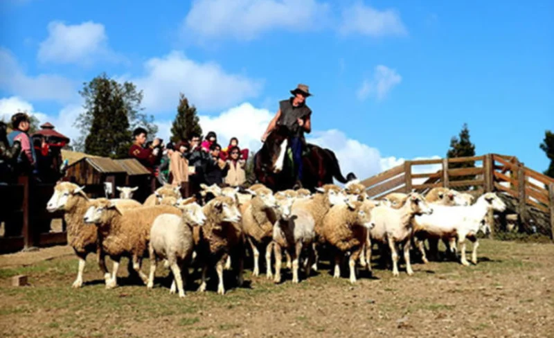 Qingjing Farm, Sun Moon Lake, and Alishan Carpool 3 Day Tour from Taipei