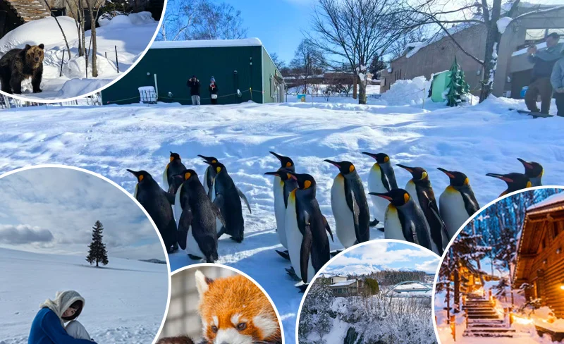Asahikawa Zoo, Shirahige Waterfall, Ningle Terrace Tour from Sapporo