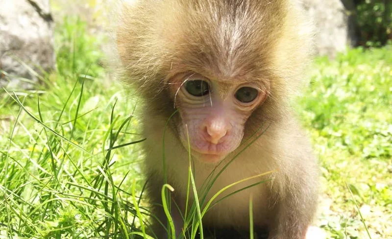 Shodoshima Choshikei Nature Zoo Monkey Park Ticket in Kagawa
