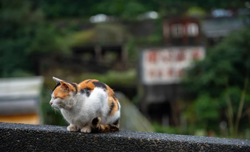 Private Tour: Jiufen, Shifen and Houtong Cat Village
