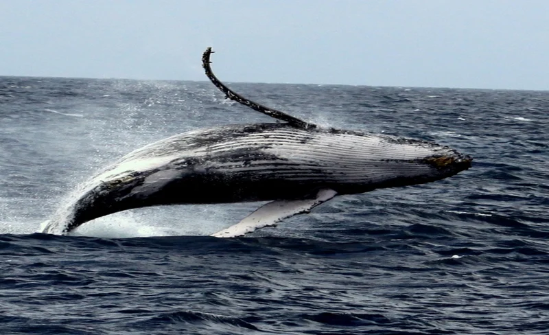 Whale Watching and Popular activity package(Naha Departure)