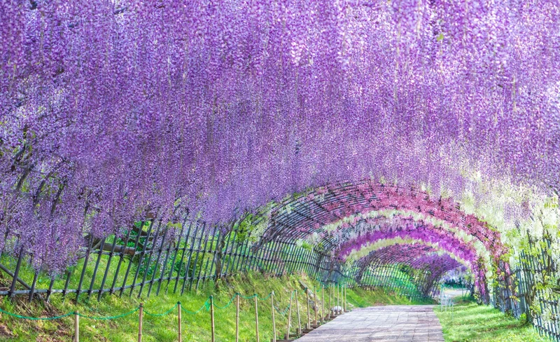 Toyko Car Rental with Driver: Fuji Shibazakura/ Ashikaga Flower Park/ Hitachi Seaside Park