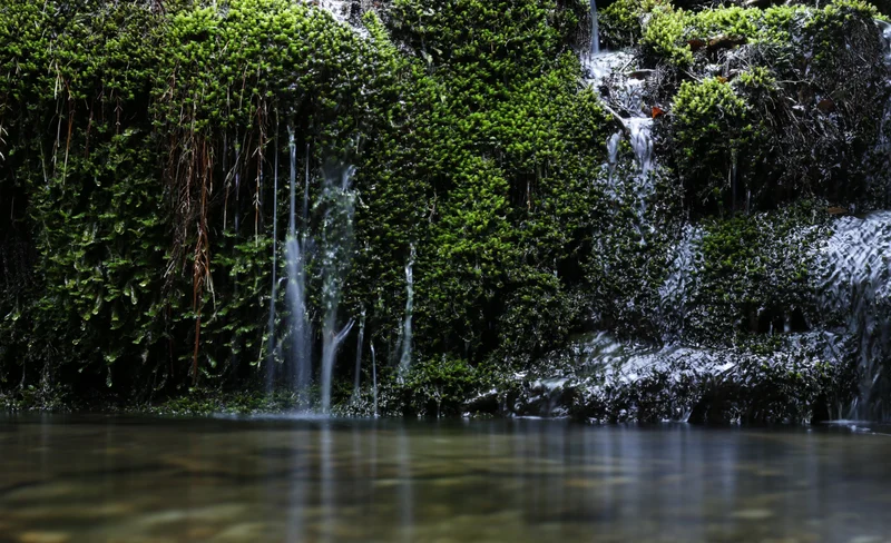 Yakushima Half Day YAKUSUGILAND Walking