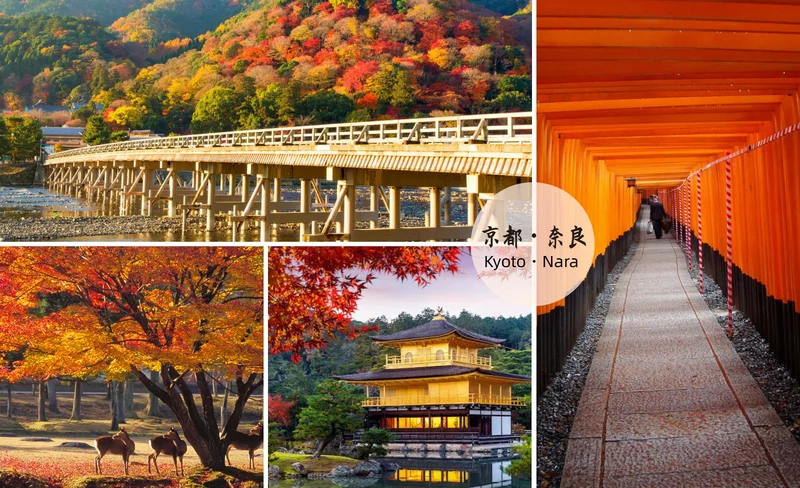 Kyoto and Nara Day Tour from Osaka/Kyoto