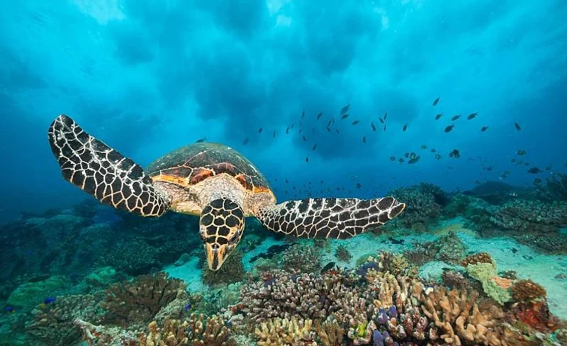 West Maui Snorkeling Experience in Hawaii