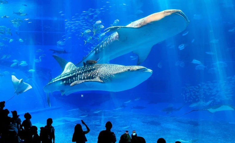 Okinawa Churaumi Aquarium & Manzamo & Pineapple Park /1-Day Bus Tour