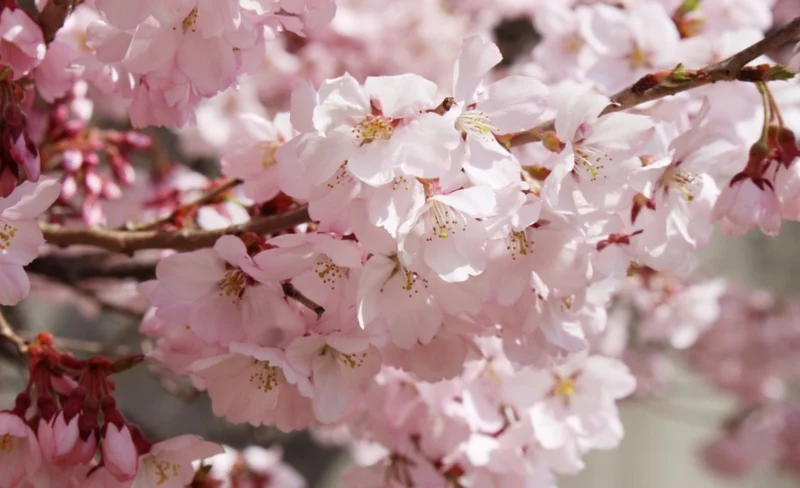 Nagano Snow Monkeys and Cherry Blossoms Day Tour