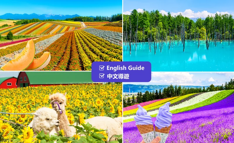 Roller Coaster Road & Blue Pond & Shikisai-no-Oka/Farm Tomita & Fairy Terrace Day Tour | Depart from Sapporo | Optional Buffet Lunch Included