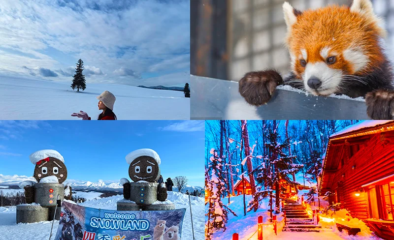 [Limited time offer] Hokkaido Asahiyama Zoo & Shikisai no Oka & Internet celebrity tree & forest elf terrace one-day tour｜Exquisite small group with few people Hotel pick-up and drop-off service available