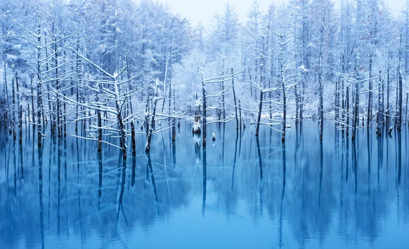 Winter Asahiyama Zoo, Light up blue pond Day Trip & TV tower ticket