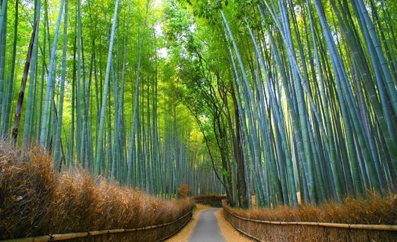 Uji, Fushimi Inari Taisha, & Arashiyama Bamboo Forest One Day Tour