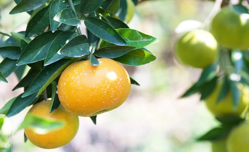 Fruit Picking Experience in Central Taiwan