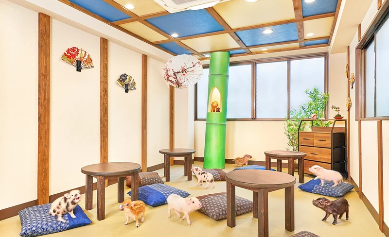 Micro Pig Cafe Experience in Kyoto