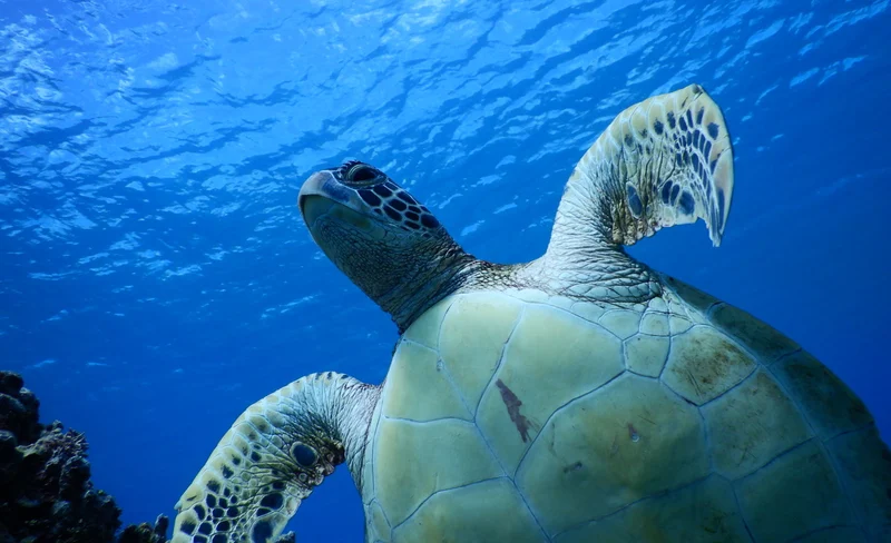 Tumon Turtle Quest: Kayak Snorkeling Adventure with PADI 5* Center