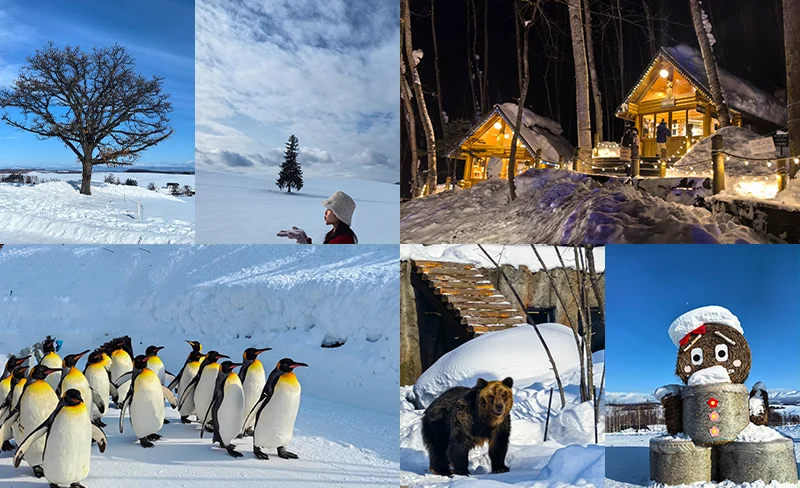 One-day trip to Asahikawa Zoo & Internet celebrity Biei Tree & Shirasu Falls & Fairy Terrace (departing from Hokkaido)